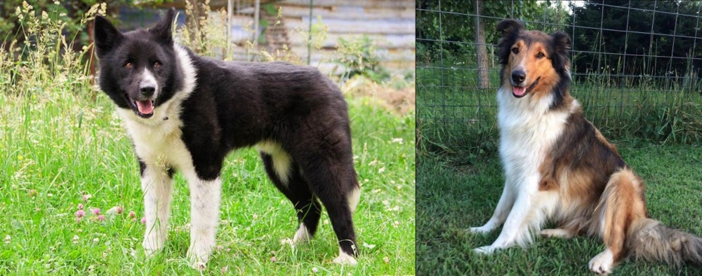Scotch Collie vs Karelian Bear Dog - Breed Comparison