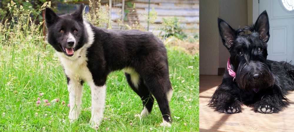 Scottish Terrier vs Karelian Bear Dog - Breed Comparison