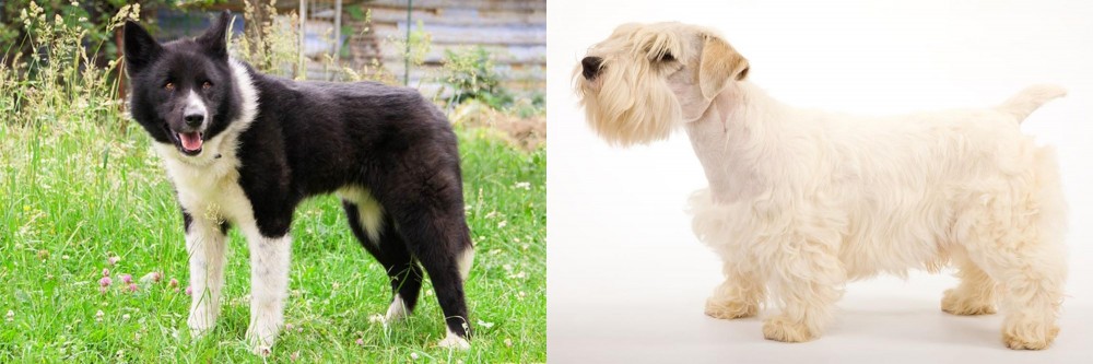 Sealyham Terrier vs Karelian Bear Dog - Breed Comparison