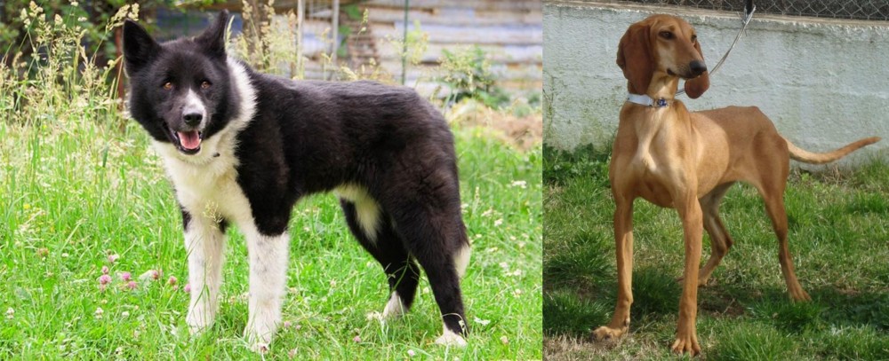 Segugio Italiano vs Karelian Bear Dog - Breed Comparison