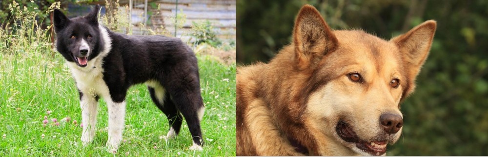 Seppala Siberian Sleddog vs Karelian Bear Dog - Breed Comparison