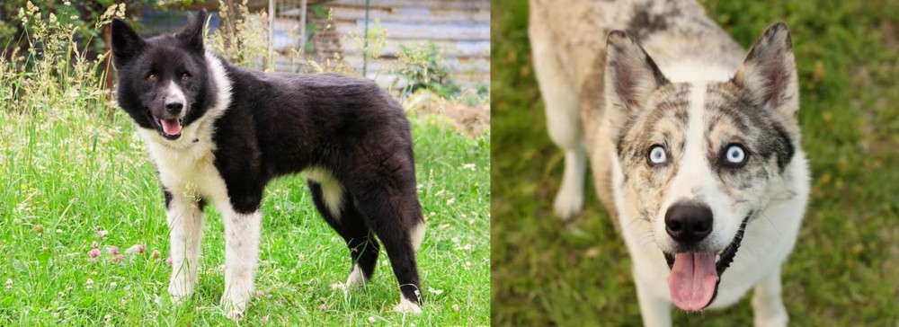 Shepherd Husky vs Karelian Bear Dog - Breed Comparison