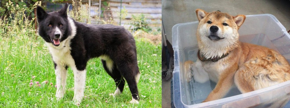 Shiba Inu vs Karelian Bear Dog - Breed Comparison