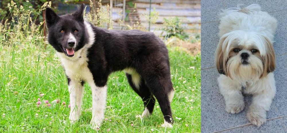 Shih Tzu vs Karelian Bear Dog - Breed Comparison