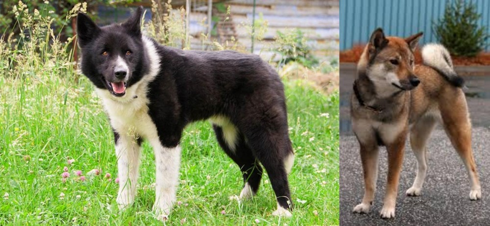 Shikoku vs Karelian Bear Dog - Breed Comparison