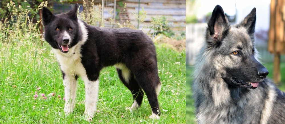 Shiloh Shepherd vs Karelian Bear Dog - Breed Comparison