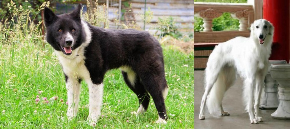 Silken Windhound vs Karelian Bear Dog - Breed Comparison