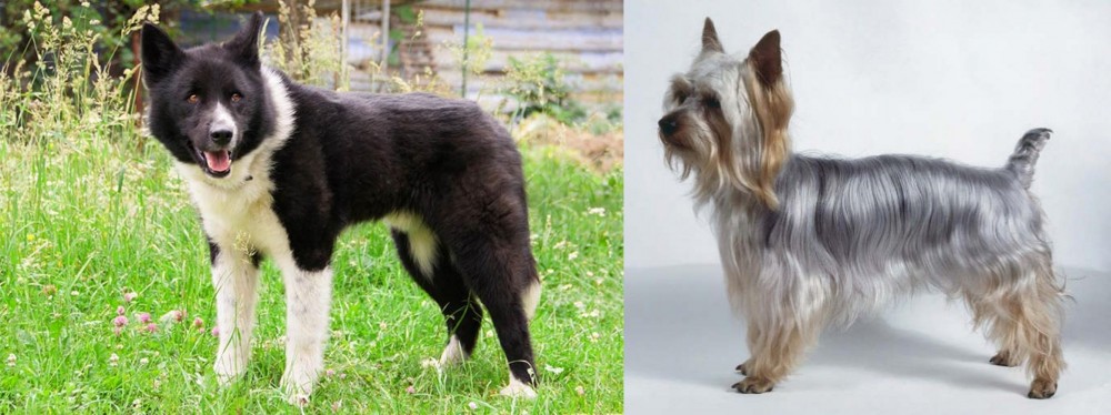 Silky Terrier vs Karelian Bear Dog - Breed Comparison
