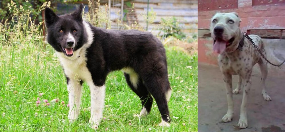 Sindh Mastiff vs Karelian Bear Dog - Breed Comparison