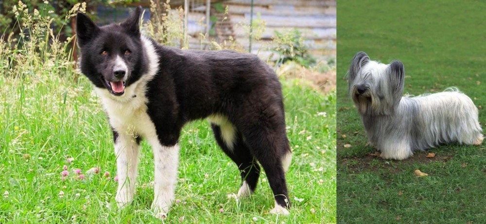 Skye Terrier vs Karelian Bear Dog - Breed Comparison