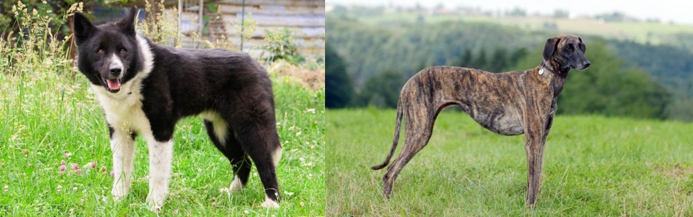 Sloughi vs Karelian Bear Dog - Breed Comparison