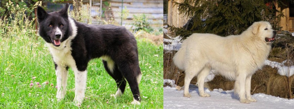 Slovak Cuvac vs Karelian Bear Dog - Breed Comparison