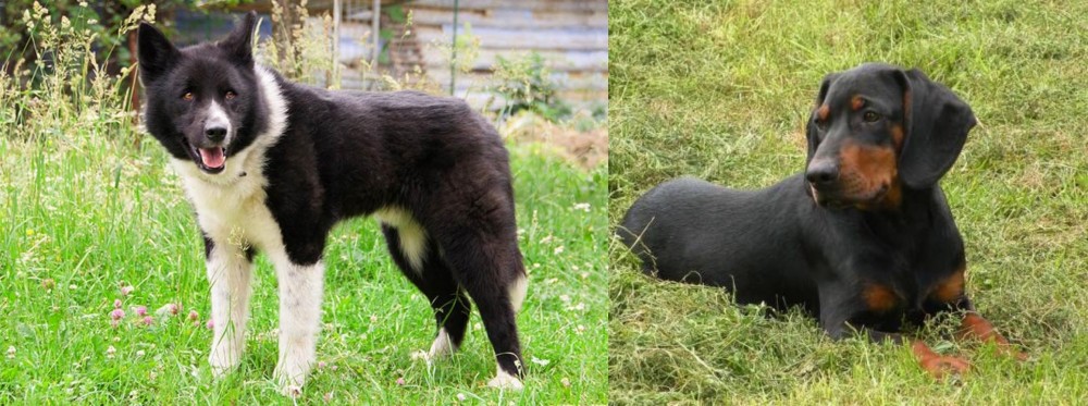 Slovakian Hound vs Karelian Bear Dog - Breed Comparison