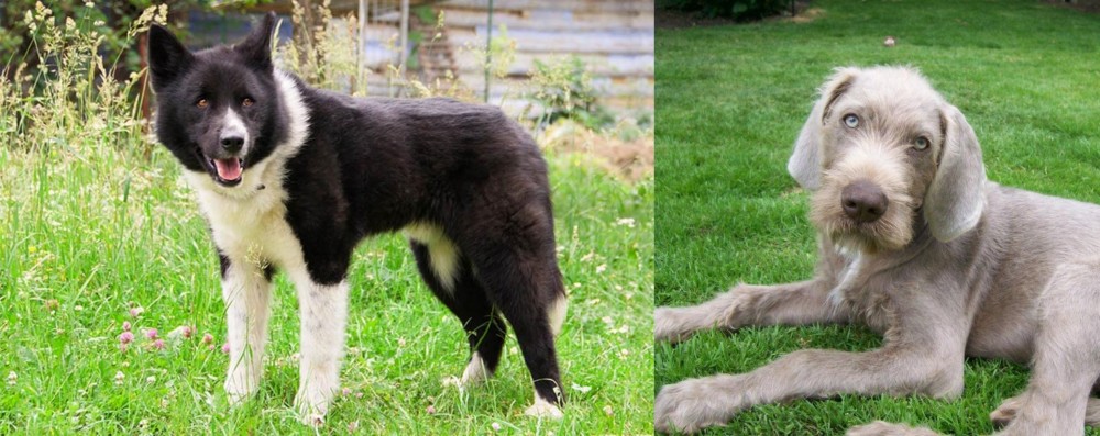 Slovakian Rough Haired Pointer vs Karelian Bear Dog - Breed Comparison