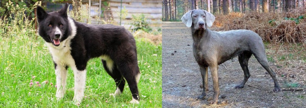 Slovensky Hrubosrsty Stavac vs Karelian Bear Dog - Breed Comparison