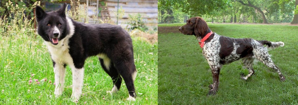 Small Munsterlander vs Karelian Bear Dog - Breed Comparison