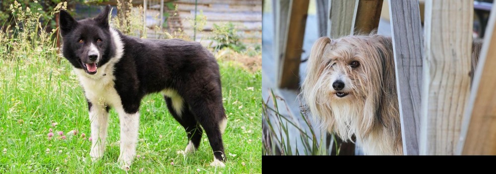 Smithfield vs Karelian Bear Dog - Breed Comparison