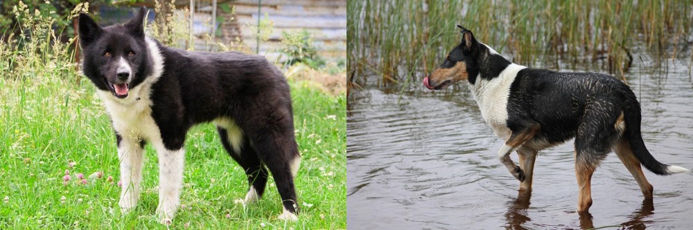 Smooth Collie vs Karelian Bear Dog - Breed Comparison