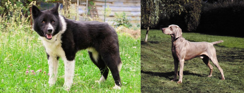 Smooth Haired Weimaraner vs Karelian Bear Dog - Breed Comparison