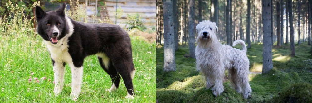 Soft-Coated Wheaten Terrier vs Karelian Bear Dog - Breed Comparison