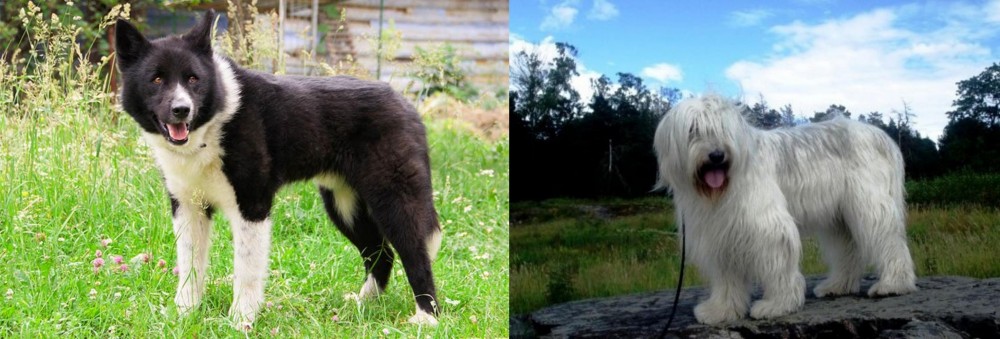 South Russian Ovcharka vs Karelian Bear Dog - Breed Comparison