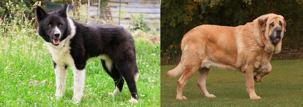 Spanish Mastiff vs Karelian Bear Dog - Breed Comparison