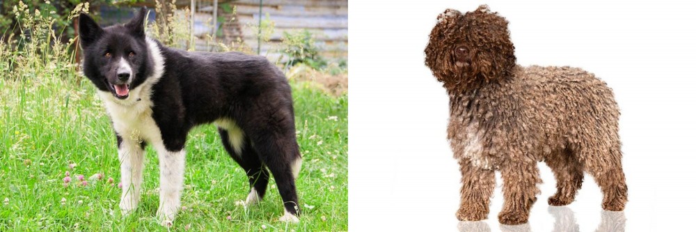 Spanish Water Dog vs Karelian Bear Dog - Breed Comparison