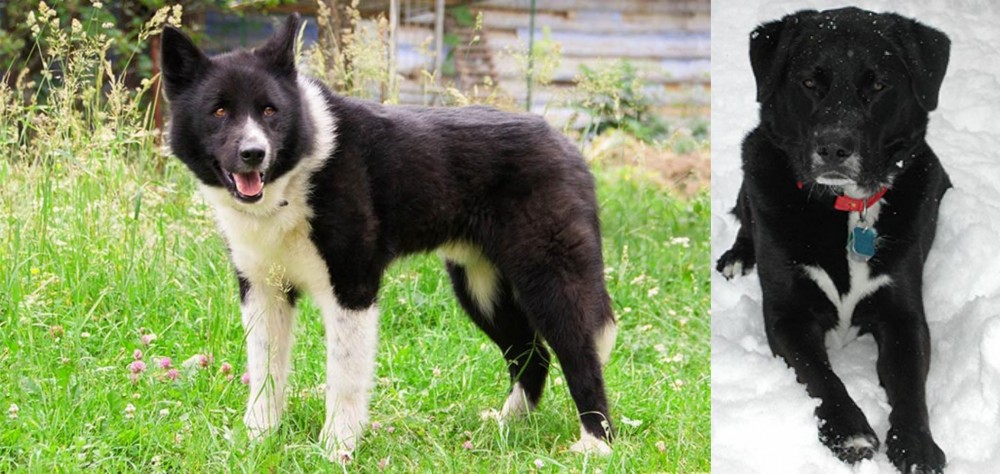 St. John's Water Dog vs Karelian Bear Dog - Breed Comparison