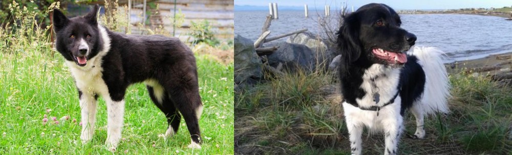 Stabyhoun vs Karelian Bear Dog - Breed Comparison