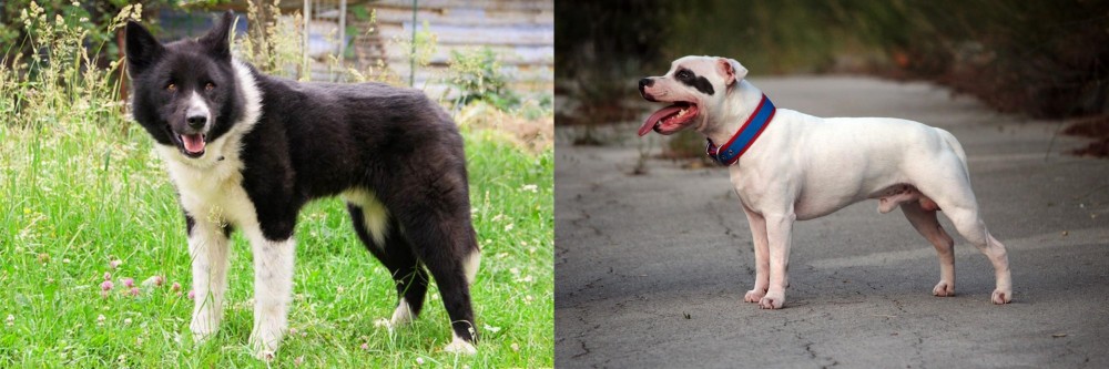 Staffordshire Bull Terrier vs Karelian Bear Dog - Breed Comparison