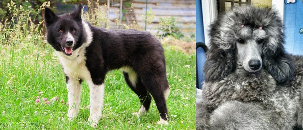 Standard Poodle vs Karelian Bear Dog - Breed Comparison