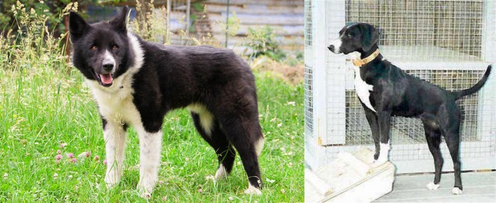 Stephens Stock vs Karelian Bear Dog - Breed Comparison