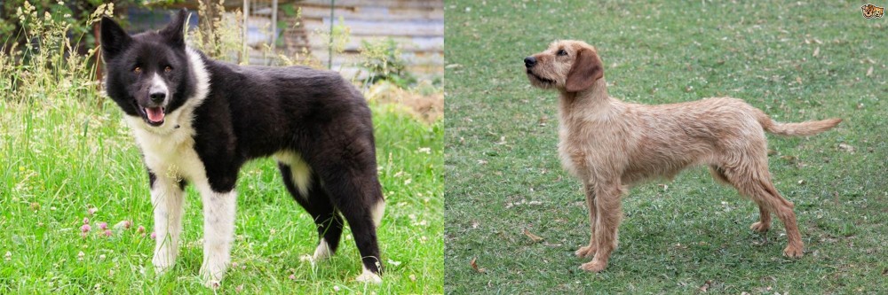 Styrian Coarse Haired Hound vs Karelian Bear Dog - Breed Comparison