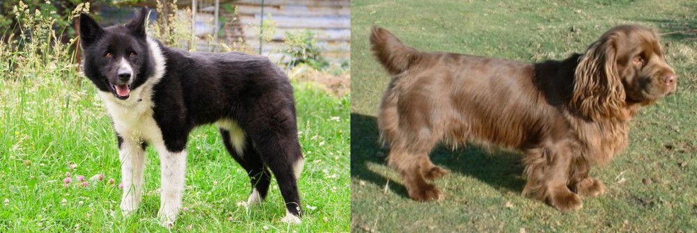 Sussex Spaniel vs Karelian Bear Dog - Breed Comparison