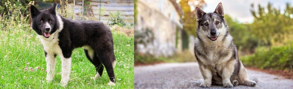 Swedish Vallhund vs Karelian Bear Dog - Breed Comparison