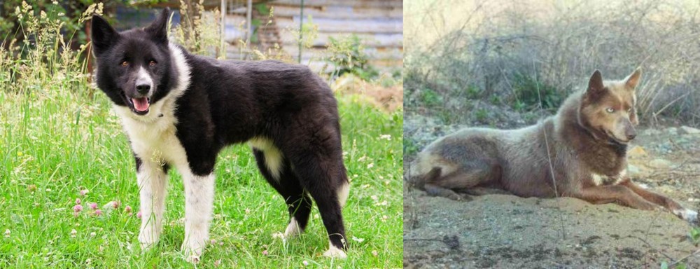 Tahltan Bear Dog vs Karelian Bear Dog - Breed Comparison