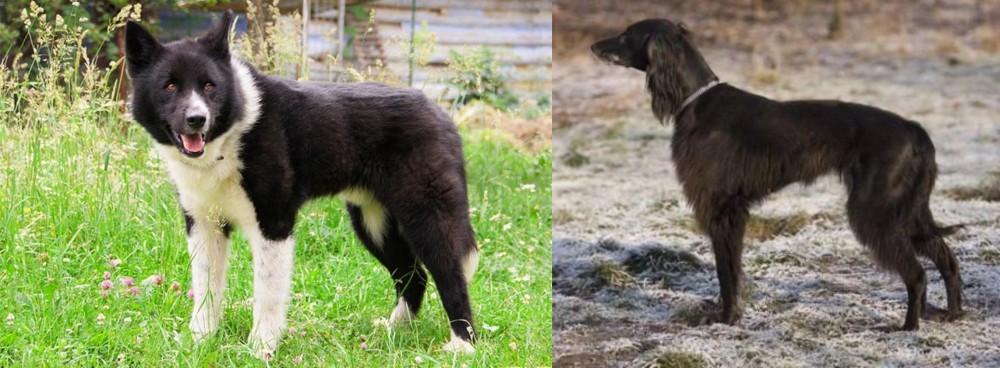 Taigan vs Karelian Bear Dog - Breed Comparison