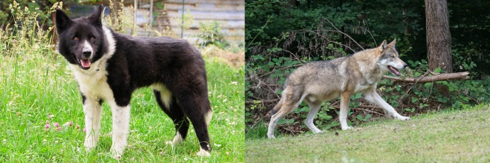 Tamaskan vs Karelian Bear Dog - Breed Comparison