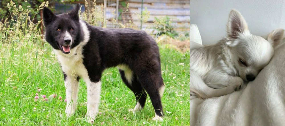 Tea Cup Chihuahua vs Karelian Bear Dog - Breed Comparison