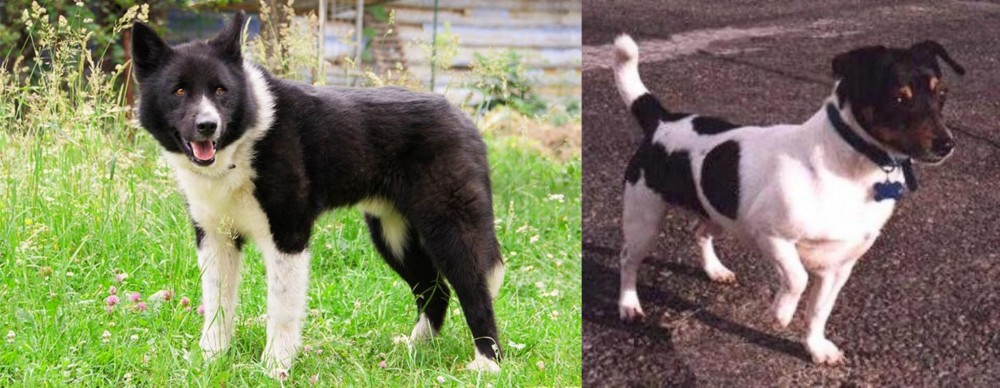Teddy Roosevelt Terrier vs Karelian Bear Dog - Breed Comparison