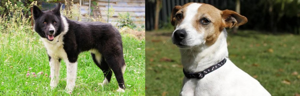 Tenterfield Terrier vs Karelian Bear Dog - Breed Comparison