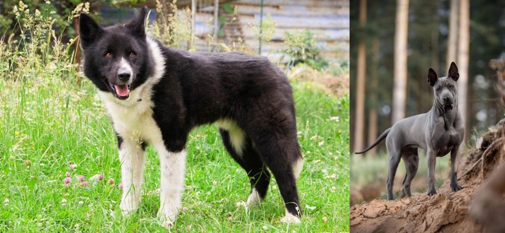 Thai Ridgeback vs Karelian Bear Dog - Breed Comparison