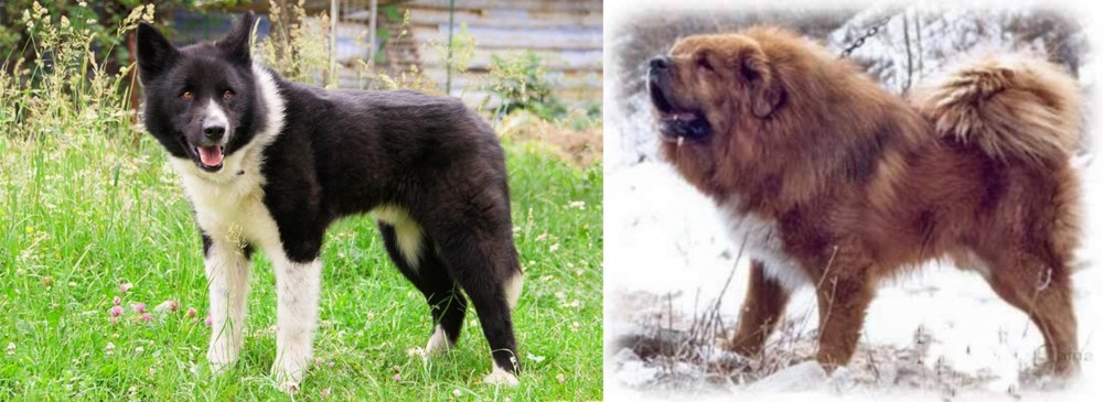 Tibetan Kyi Apso vs Karelian Bear Dog - Breed Comparison