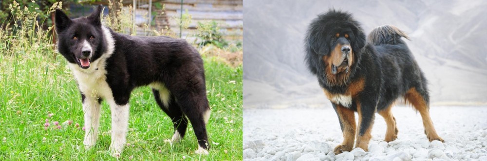Tibetan Mastiff vs Karelian Bear Dog - Breed Comparison