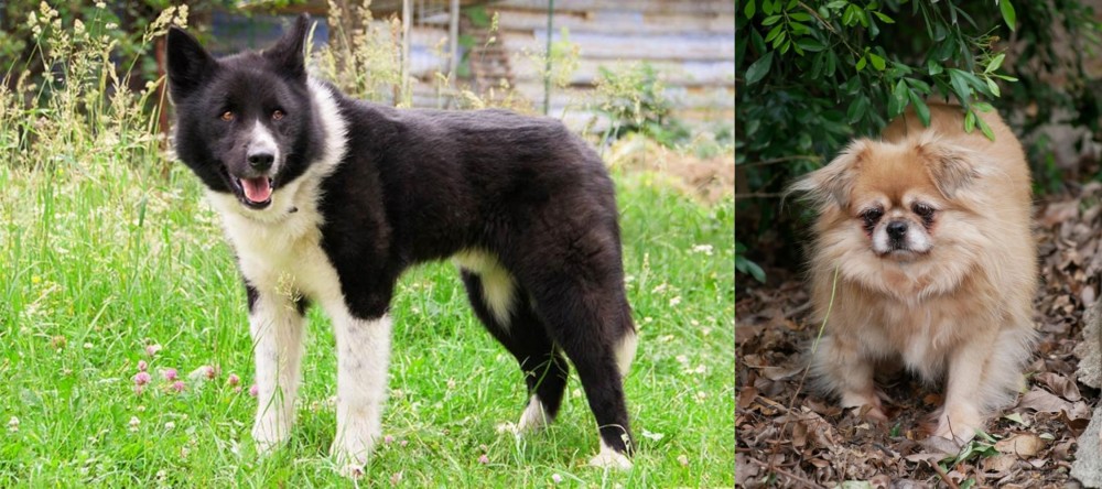 Tibetan Spaniel vs Karelian Bear Dog - Breed Comparison