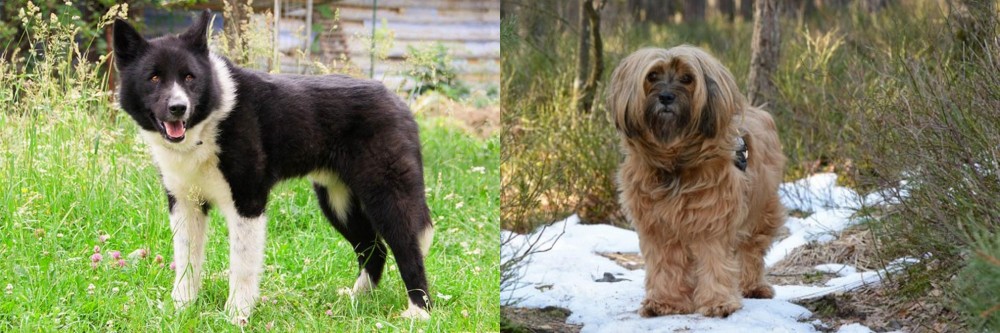Tibetan Terrier vs Karelian Bear Dog - Breed Comparison
