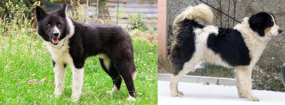 Tornjak vs Karelian Bear Dog - Breed Comparison