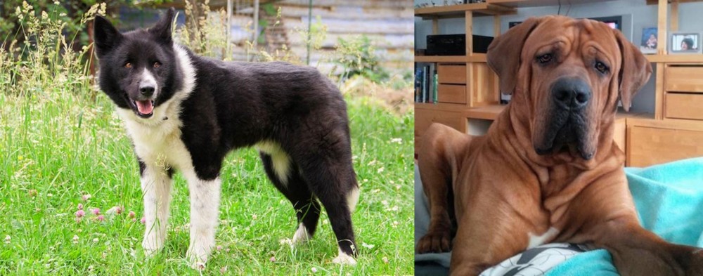 Tosa vs Karelian Bear Dog - Breed Comparison