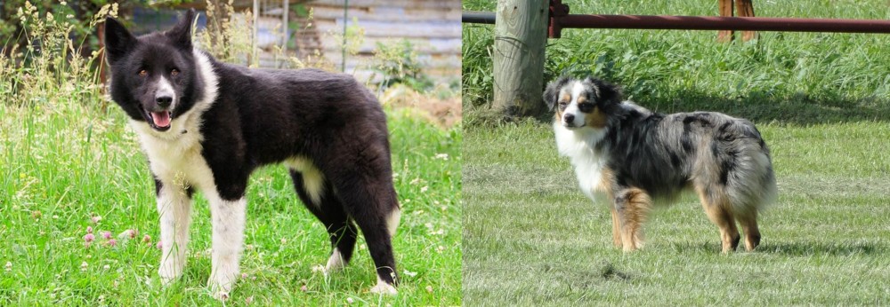 Toy Australian Shepherd vs Karelian Bear Dog - Breed Comparison