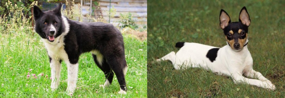 Toy Fox Terrier vs Karelian Bear Dog - Breed Comparison